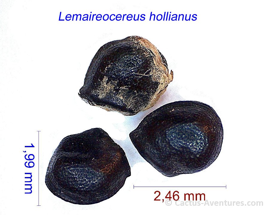 Lemaireocereus hollianus RMSD(DR)